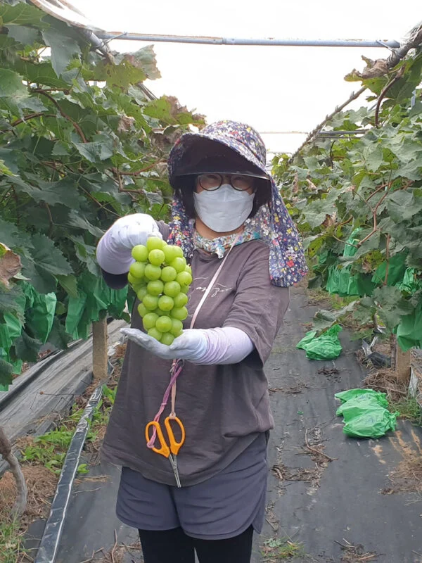 영천 스타포도 샤인머스켓 청포도 망고포도 2kg/4kg